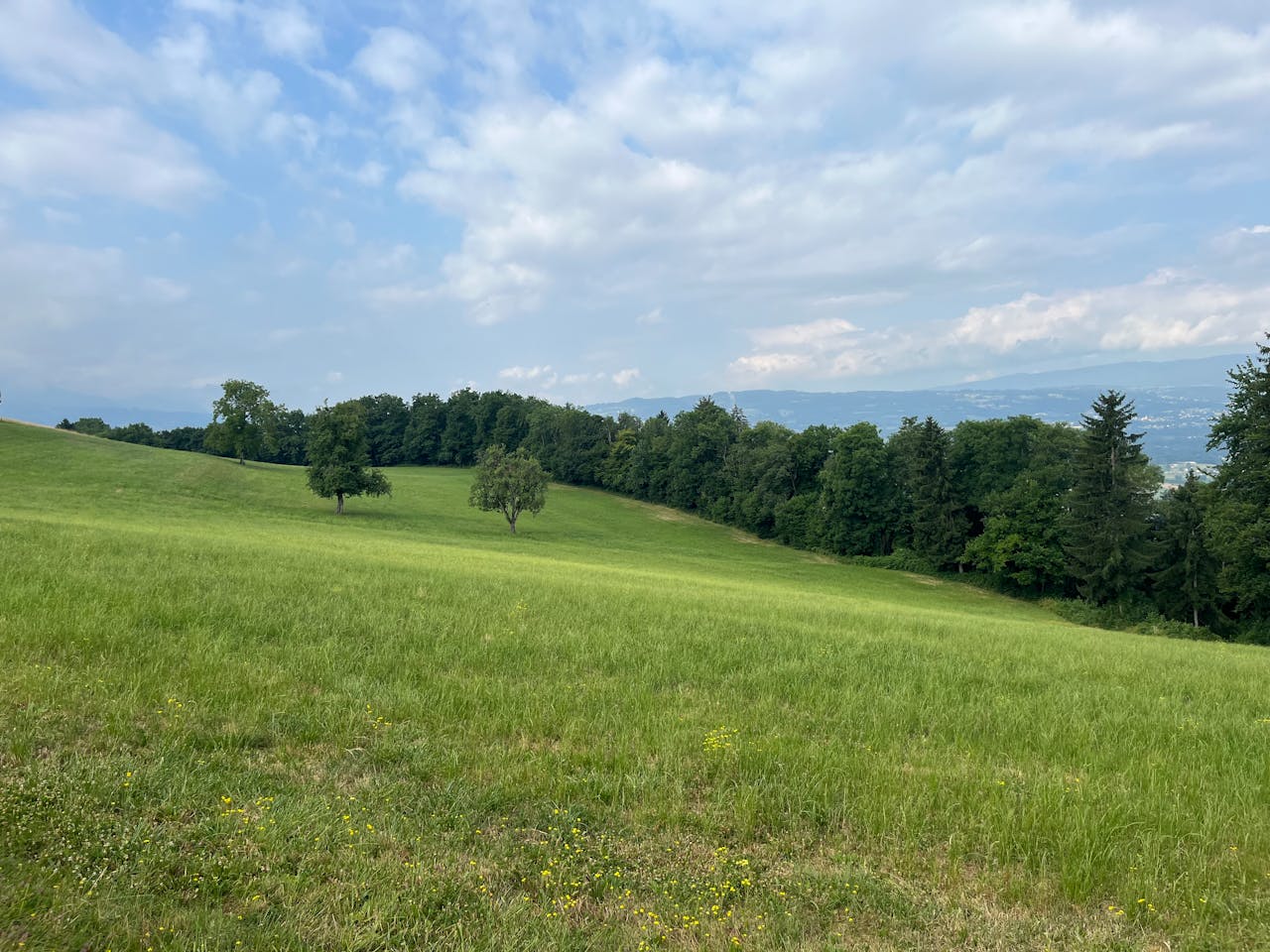 Serene landscape of a green meadow with a forest under a partly cloudy sky.